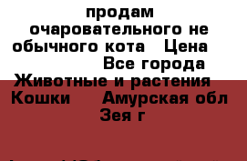 продам очаровательного не обычного кота › Цена ­ 7 000 000 - Все города Животные и растения » Кошки   . Амурская обл.,Зея г.